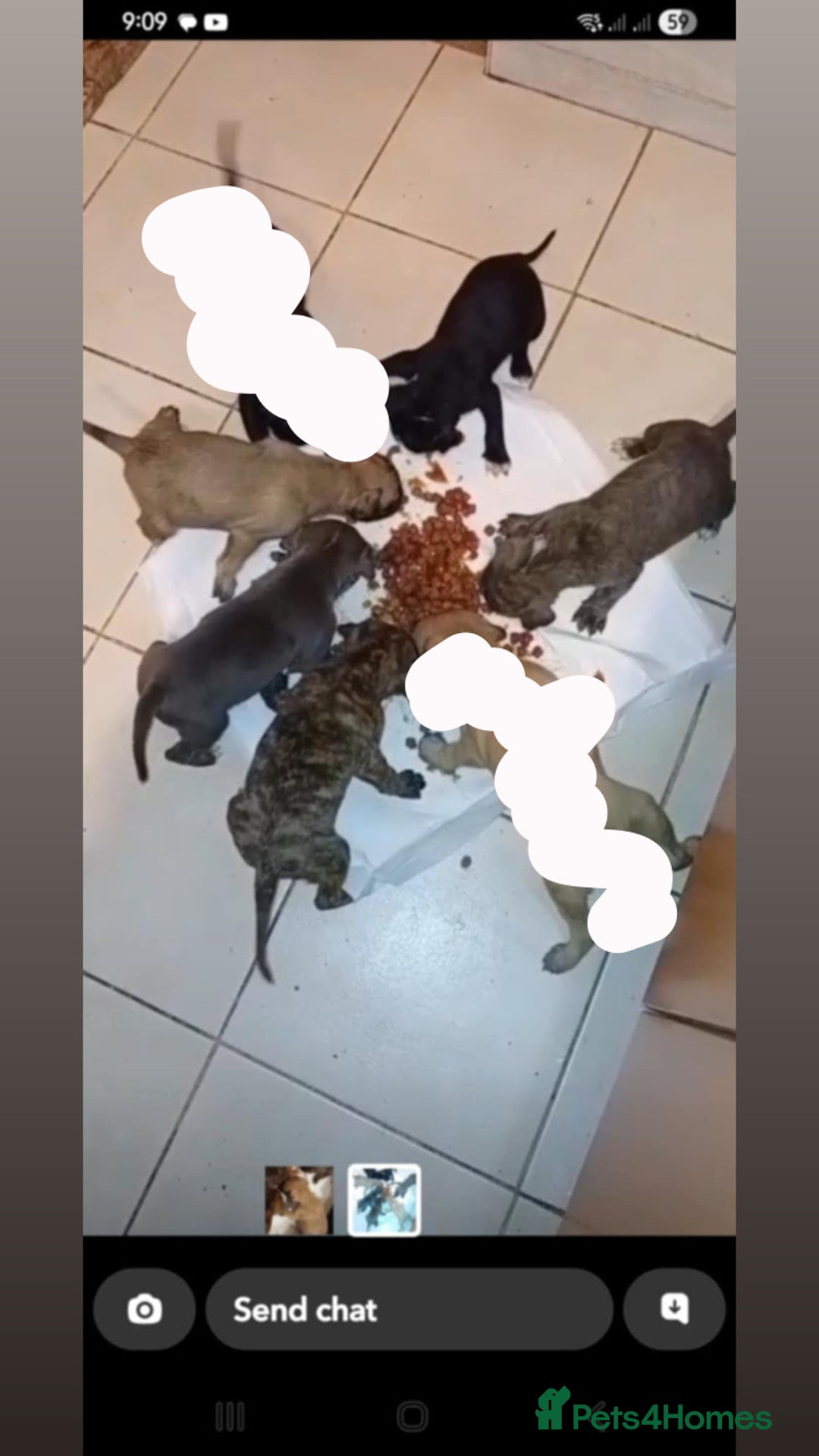 Mixed Breed dogs for sale: Puppies for sale  - Advert 4