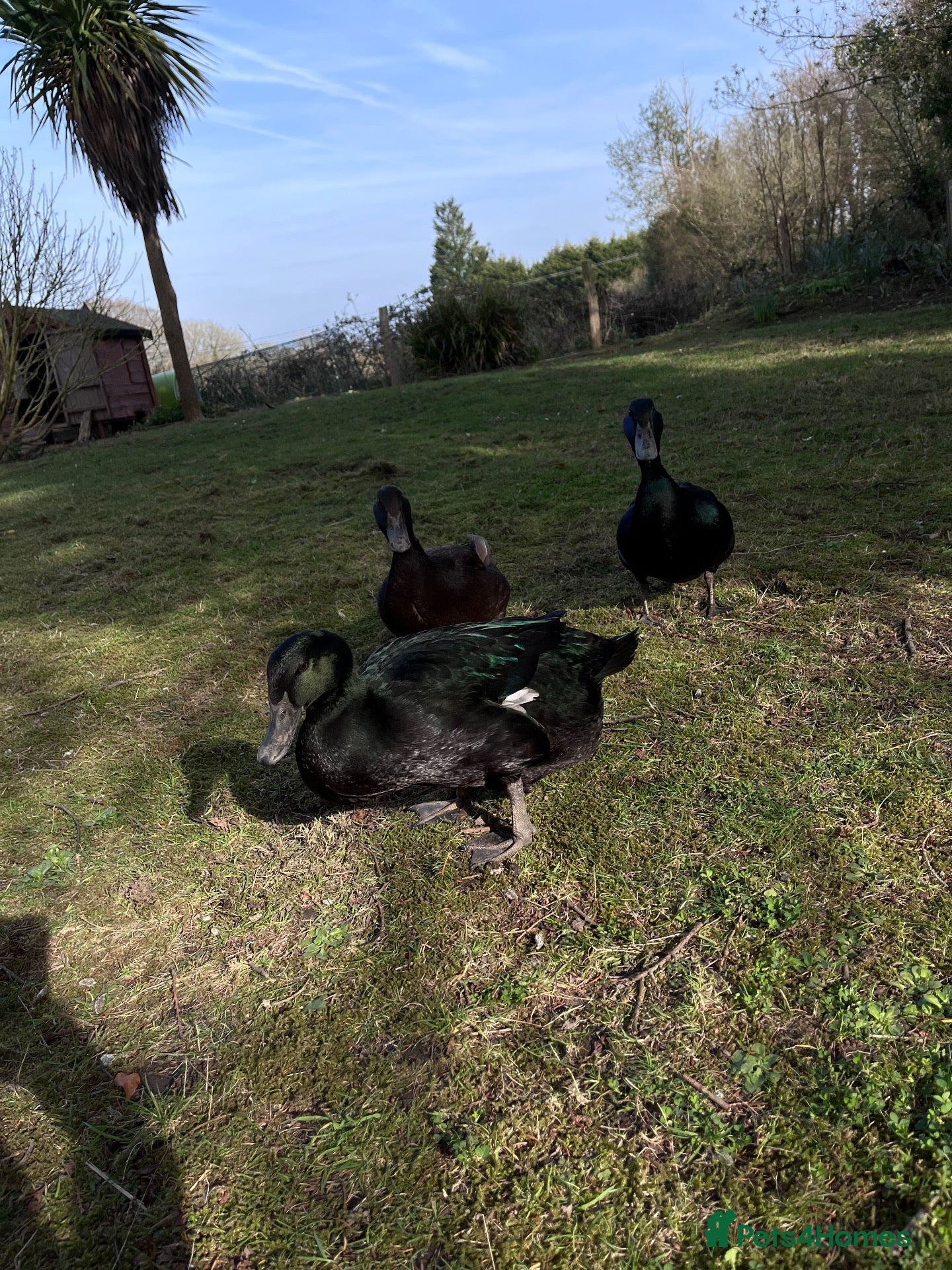 Ducks poultry Beautiful Cayuga ducklings for sale - Advert 2
