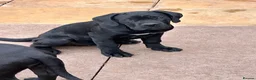 Cane Corso dogs for sale: Cane corso puppies  - Advert 5