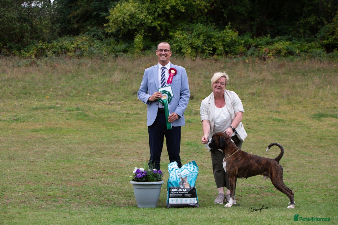 Boxer dogs for stud: Brindle & White Boxer Dog HT0 Sires Red & Brindles - Image 1