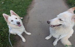 Mixed Breed dogs for sale: Two white shepherds both 18 months - Image 4