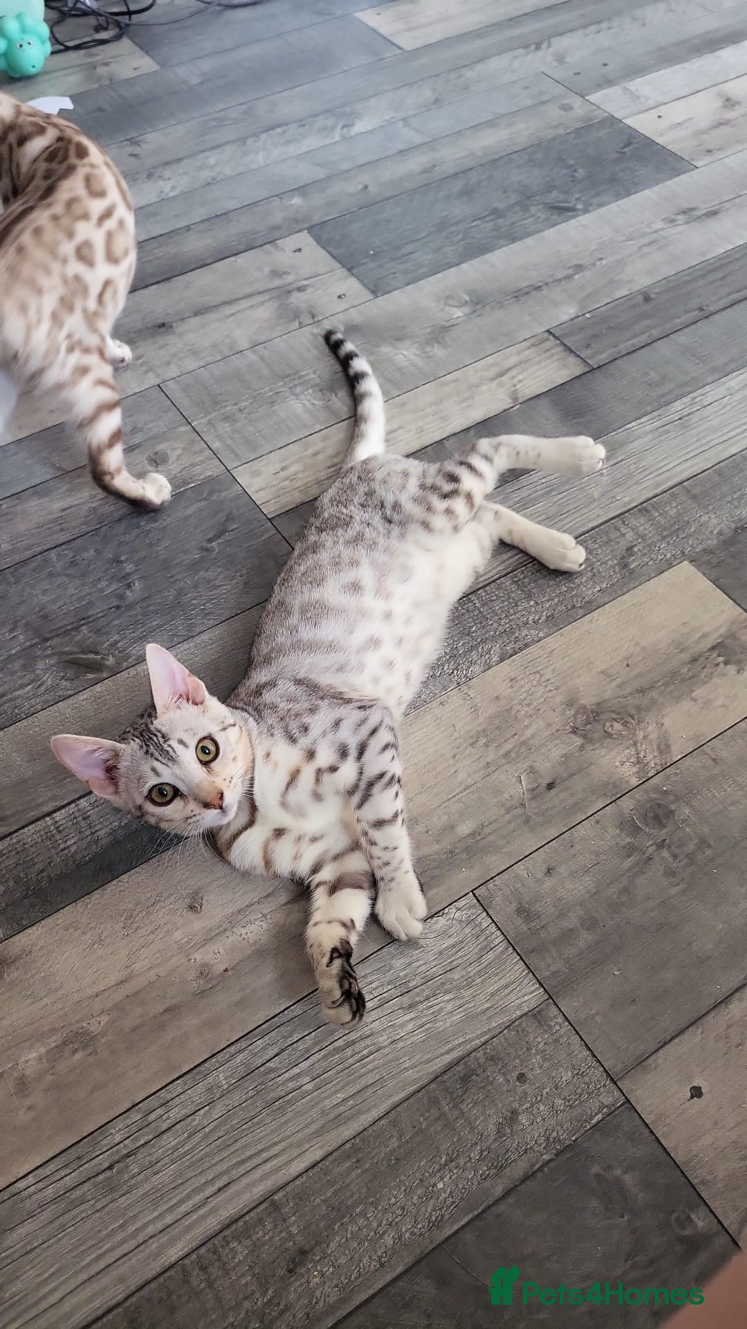 Bengal cats Beautiful 3 bengal kittens girls - Advert 1