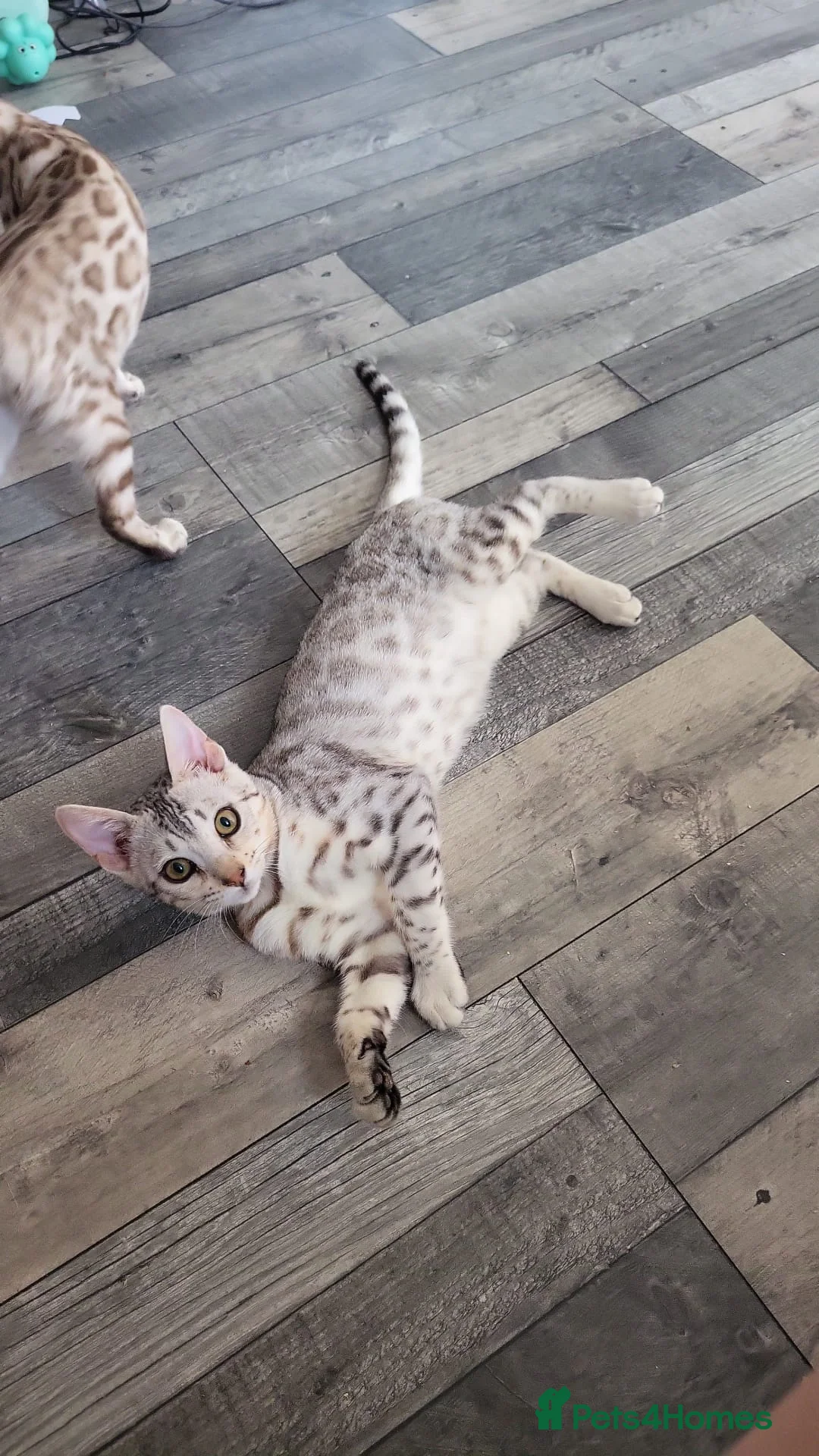 Bengal cats for sale: Beautiful 3 bengal kittens girls - Advert 1