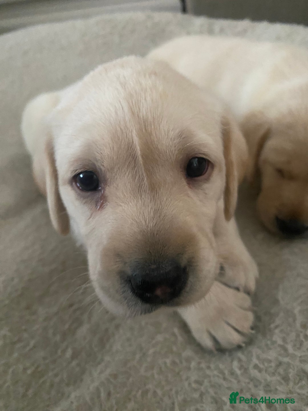 Labrador Retriever dogs for sale: Labrador puppies  - Image 18