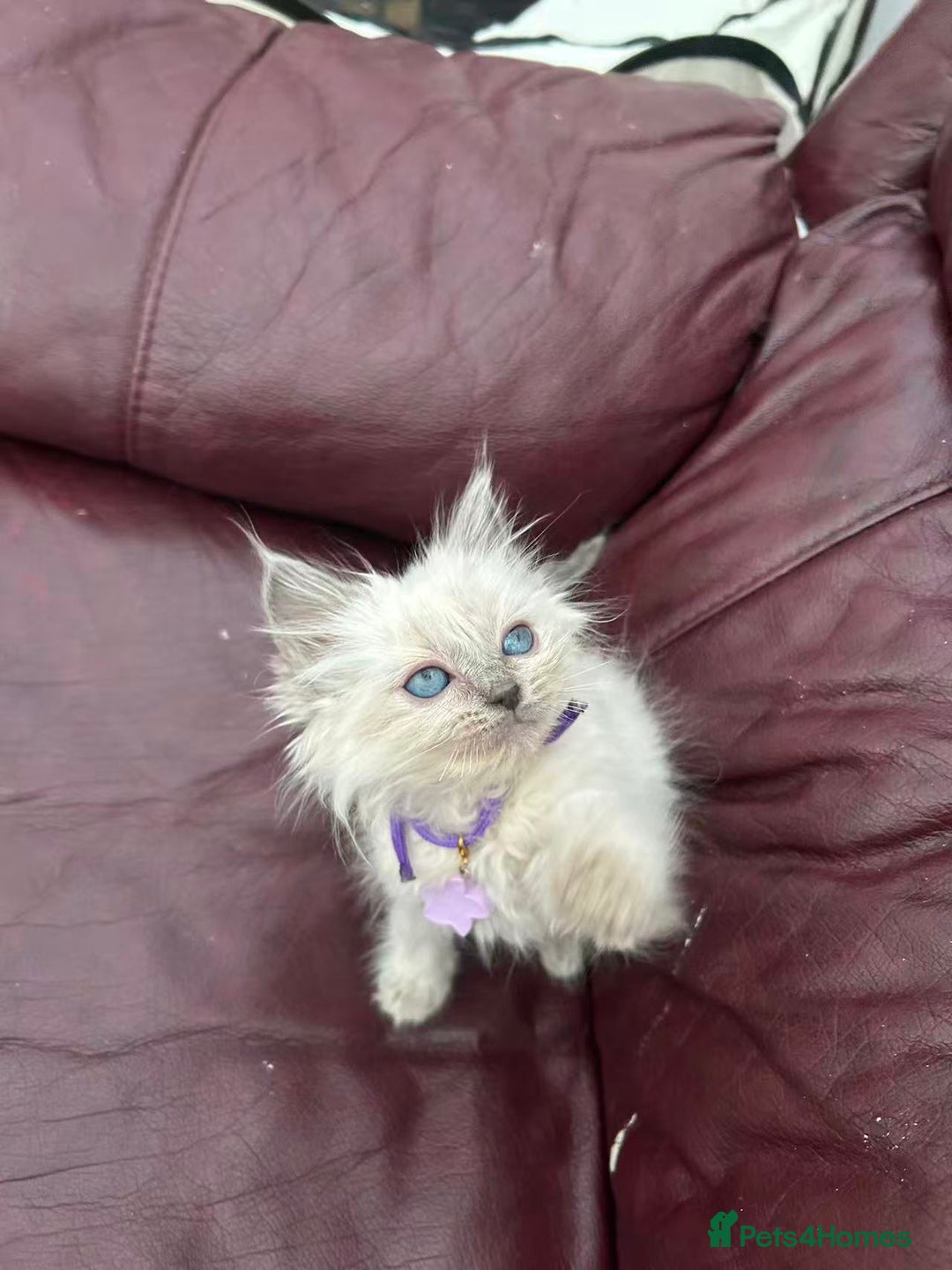 Ragdoll cats for sale: 8 purebred Ragdoll cats - Advert 3