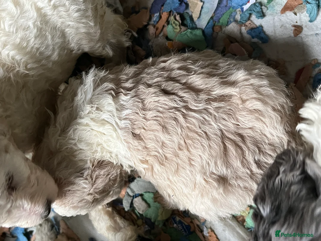 Bordoodle dogs for sale: F1b Bordoodle, DNA testing,full refund guarantee  - Advert 9