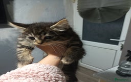 Mixed Breed cats for sale: 5 beautiful kittens ready for the forever home. - Image 5
