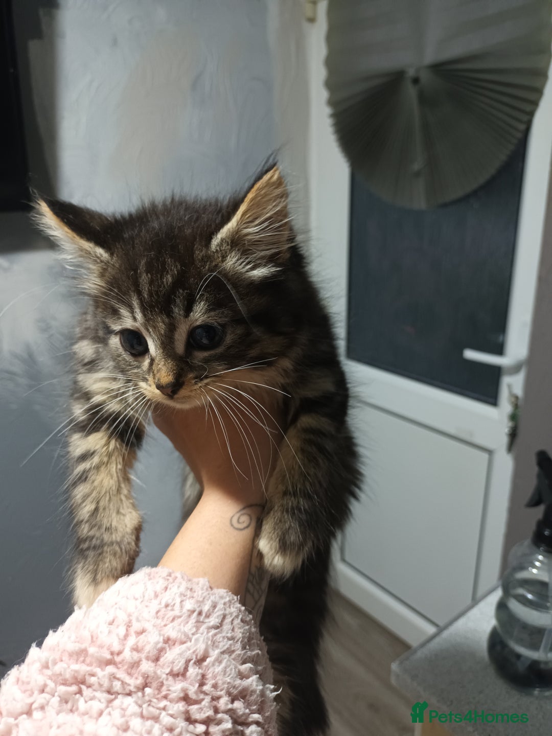 Mixed Breed cats for sale: 5 beautiful kittens ready for the forever home. - Image 5