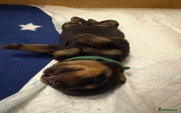 Rottweiler dogs for sale: Rottweiler puppies for 5* homes - Advert 4