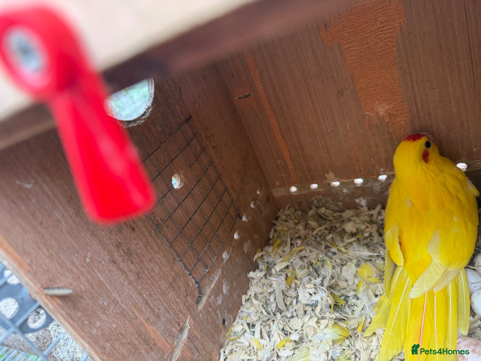 Ringnecks birds Ringneck and Kakariki young ones available  - Advert 2