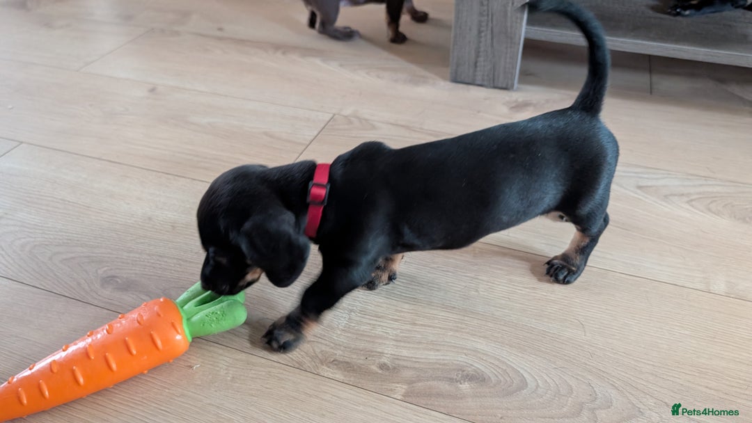 Dachshund dogs for sale: Two girls for sale - Image 3