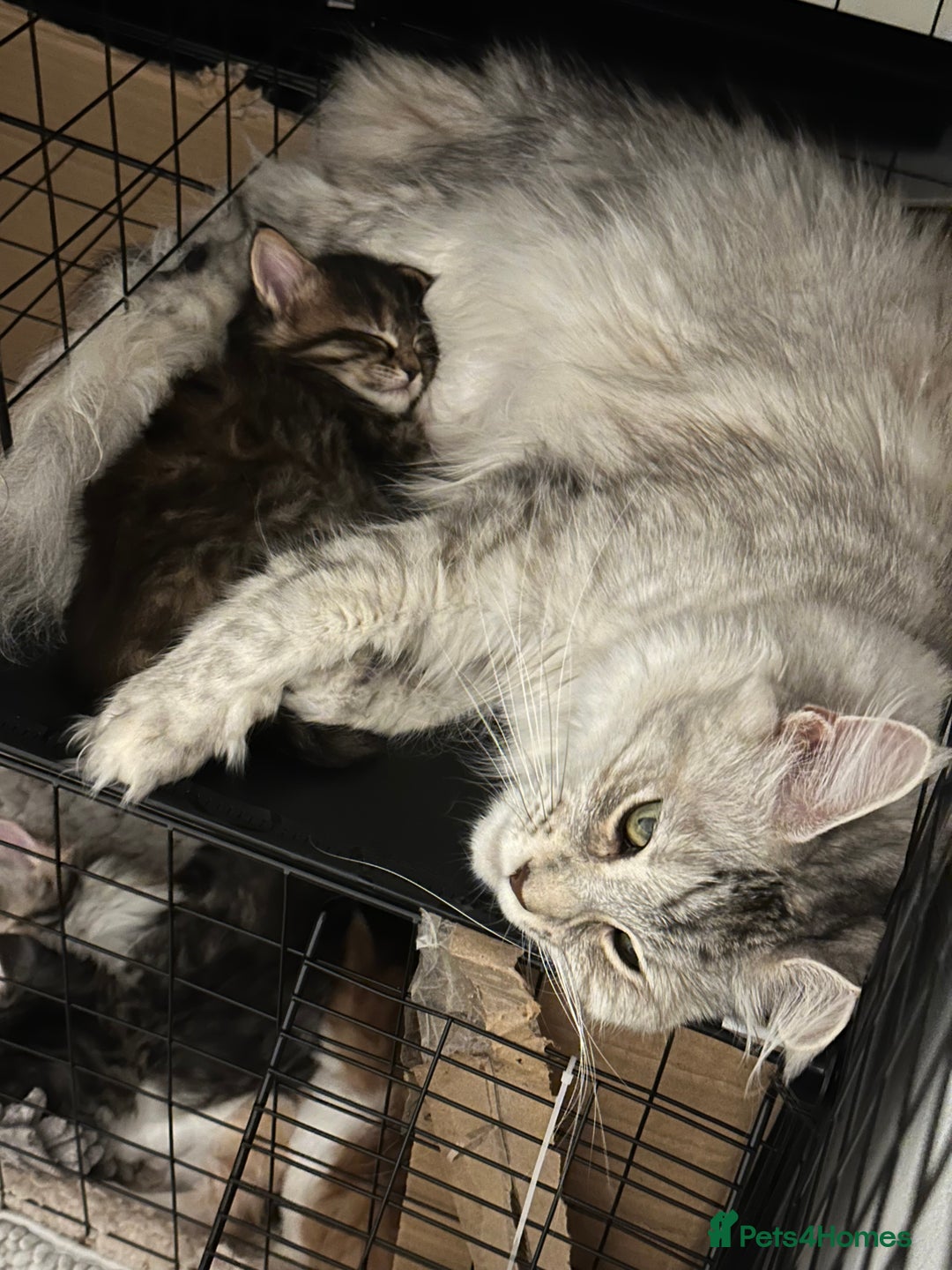 Maine Coon cats for sale: 6x Maine Coon kittens for sale - Advert 2