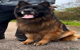 German Shepherd dogs for stud: BIG BONDED LONG HAIRED GERMAN SHEPHERD STUD - Image 3