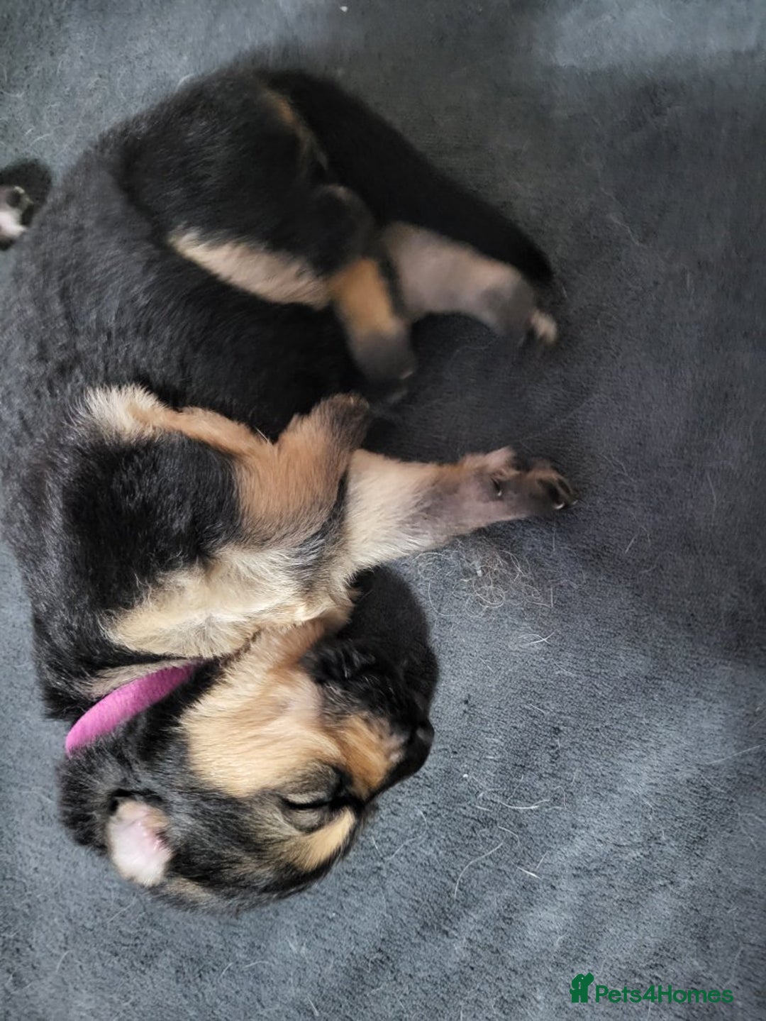 German Shepherd dogs for sale: 2 girls 4 boys  german shepherd puppies - Image 6