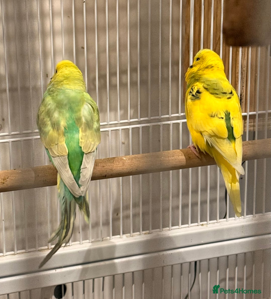 Budgerigars birds for sale: Bonded untamed budgies for sale - Image 4