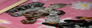Silver Dapple & Tan Male