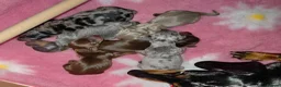 Miniature Dachshund dogs for sale: KC Miniature Dachshunds - Advert 9