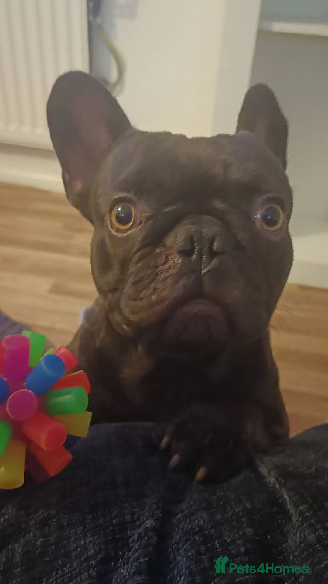 French Bulldog dogs for sale: French Bulldogs Need a Knowledgeable Home - Advert 3