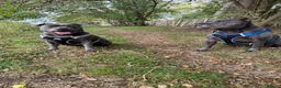 Staffordshire Bull Terrier dogs for sale: Must go together to the same home.  - Advert 4