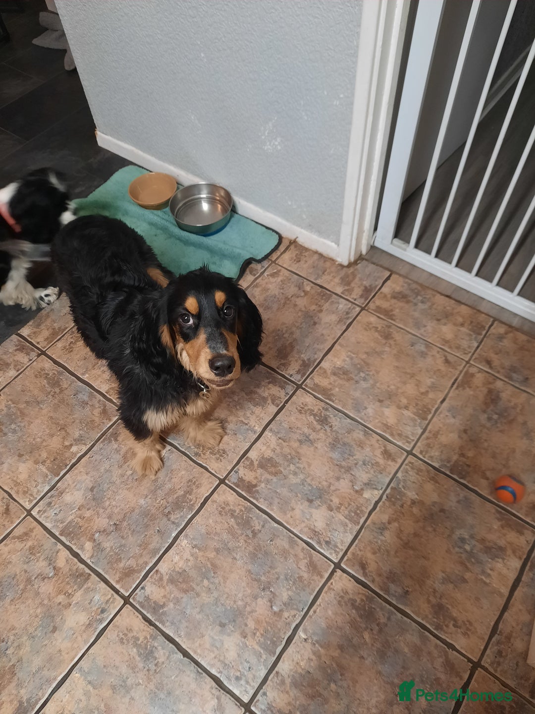 Cocker Spaniel dogs for sale: 6mnth Male Cocker Spaniel - Image 5