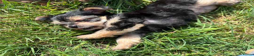 Chorkie Puppy 2