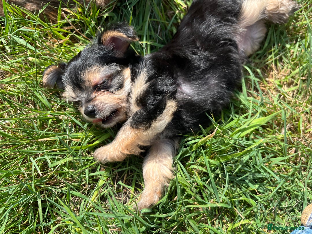 Chorkie dogs for sale: Chorkie puppies  - Image 8
