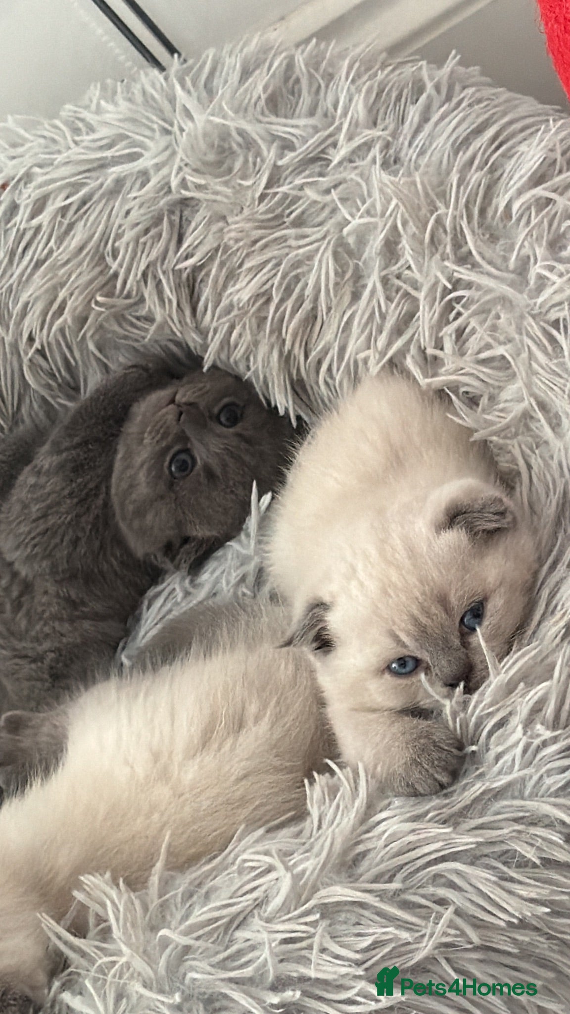 British Shorthair cats British Shorthair kittens - Advert 1