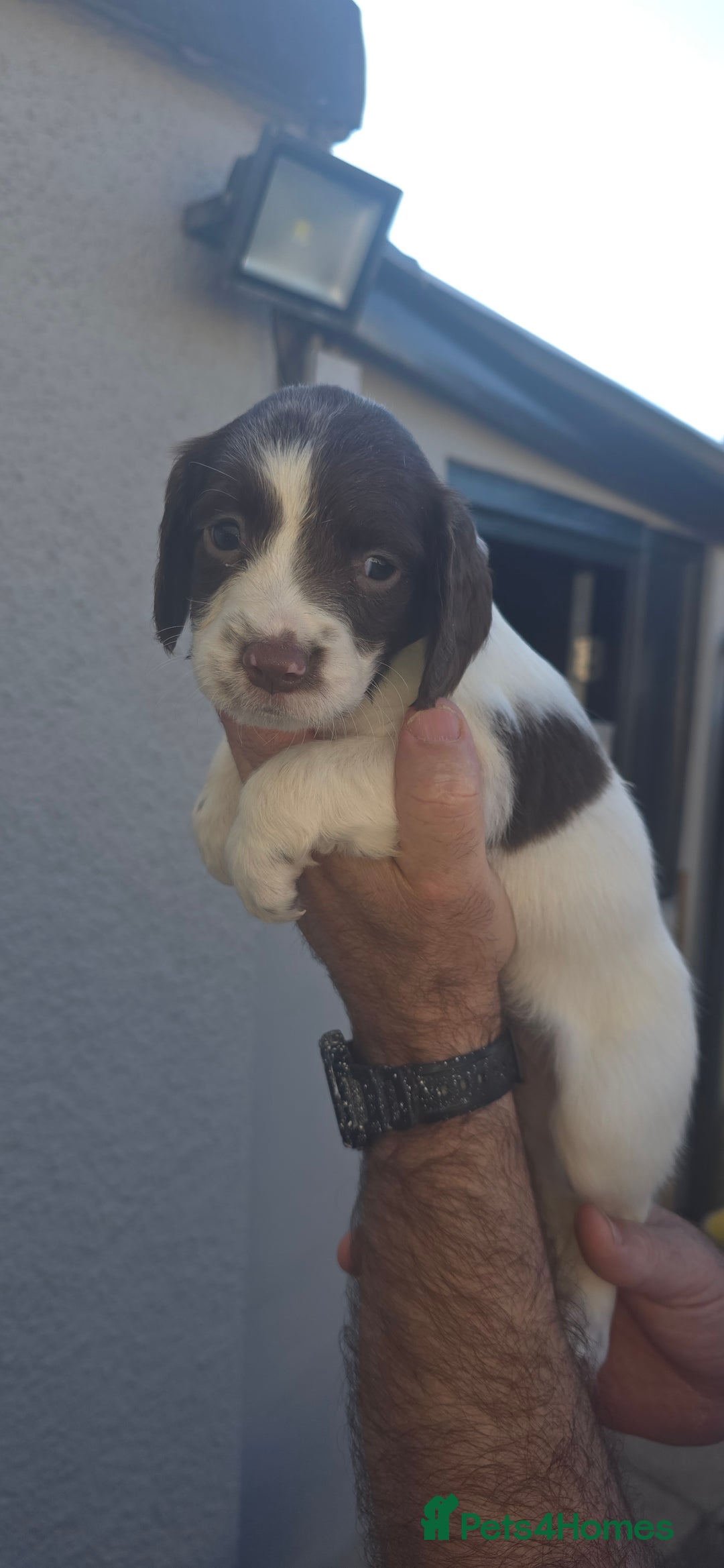 English Springer Spaniel dogs for sale: KC Working English Springer Spaniel Puppies - Image 5