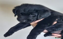 Flat coated Retriever dogs for sale: Flatcoated retriever puppies  - Image 18