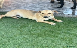Mixed Breed dogs for adoption: Little Hugo looking for LOVE  - Image 4