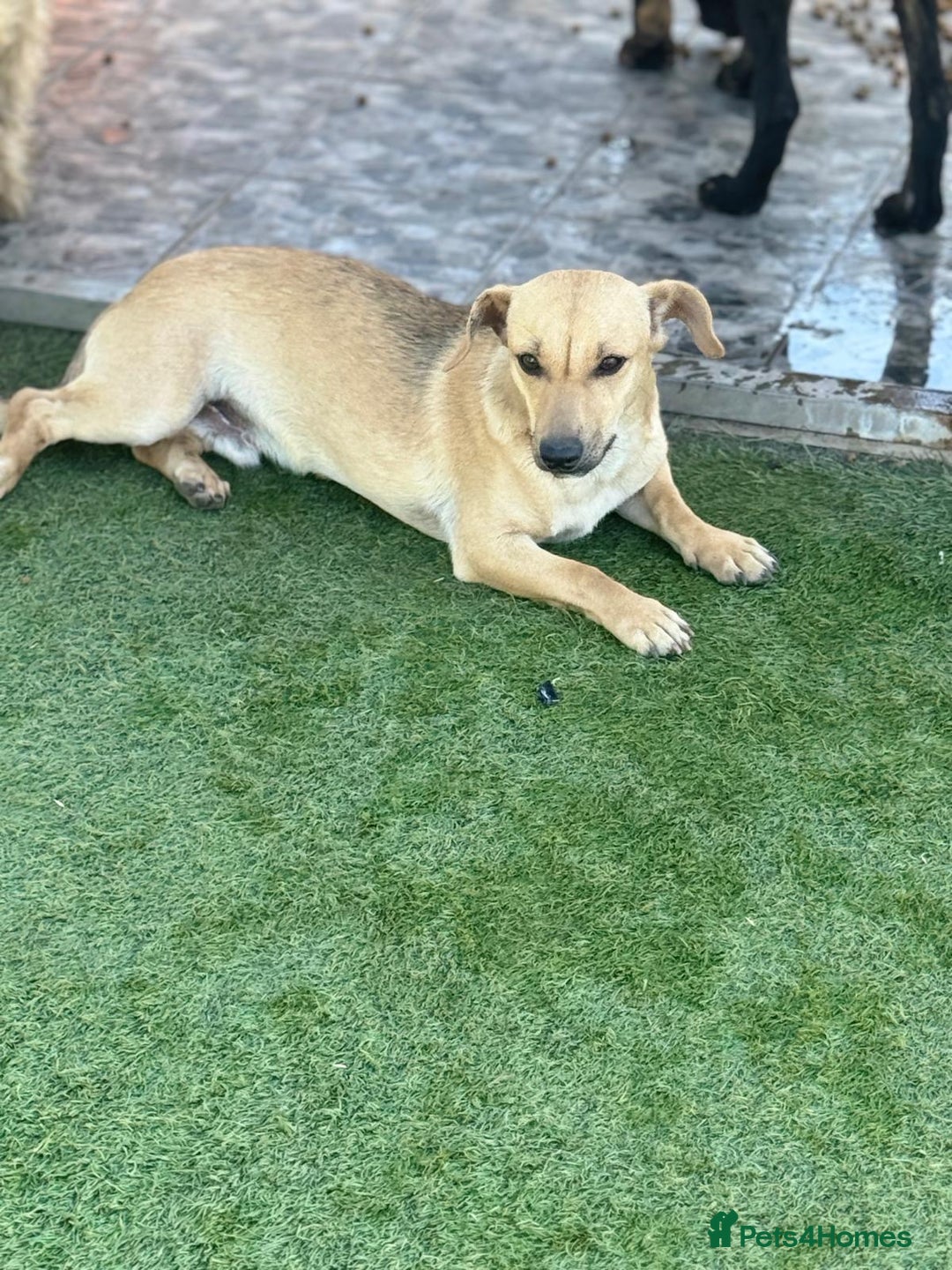Mixed Breed dogs for adoption: Little Hugo looking for LOVE  - Image 4