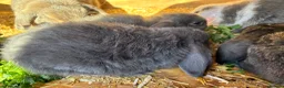 Mini Lop rabbits for sale: Baby mini lops / lion lops - Advert 7