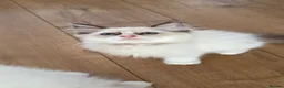 Ragdoll cats for sale: Reduced- GCCF Ragdoll Kittens Championlines  - Advert 4