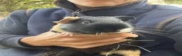 Guinea Pig rodents for sale: Two bonded male guinea pigs - Sven and Olaf - Advert 5