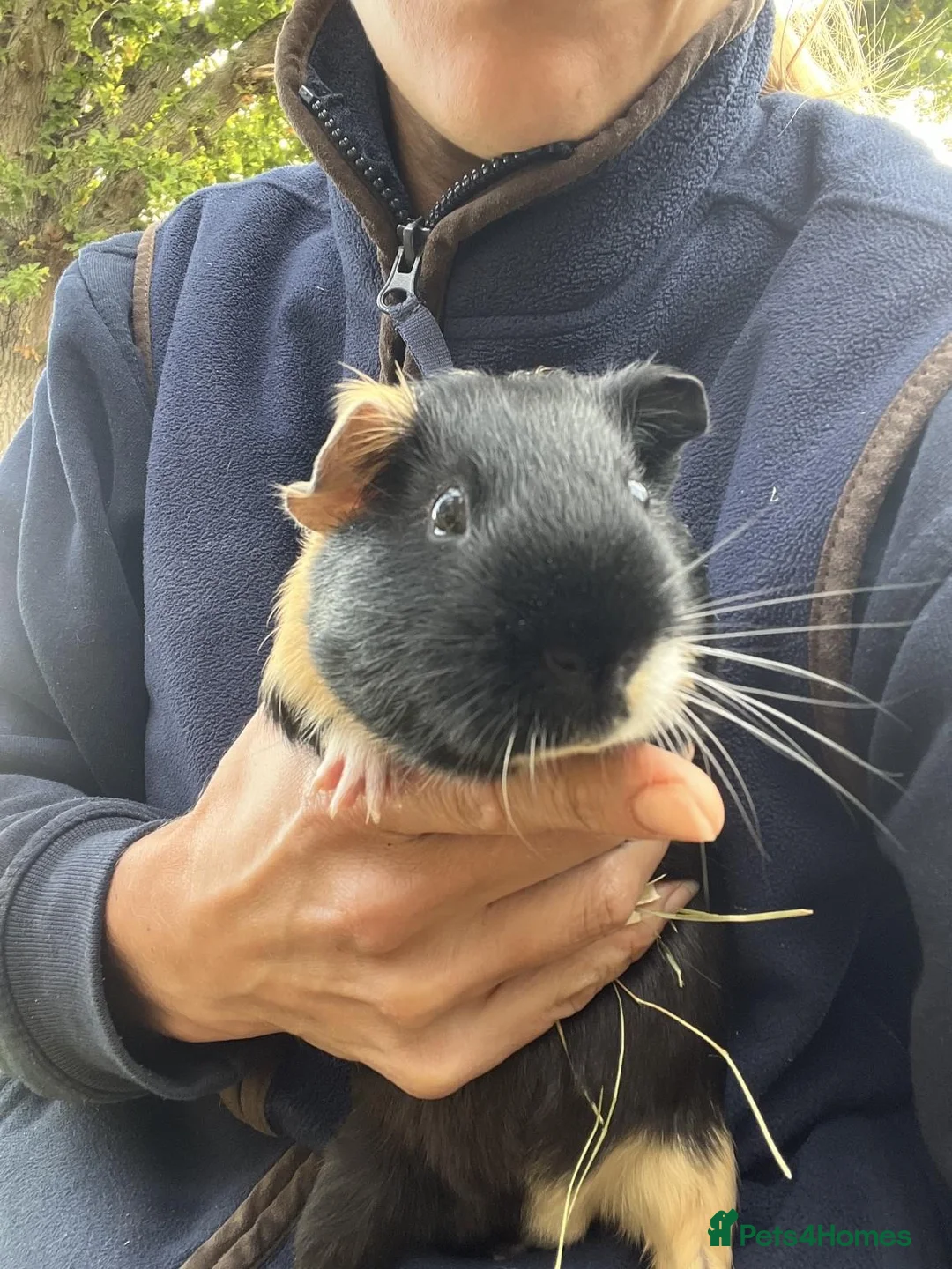 Guinea Pig rodents for sale: Two bonded male guinea pigs - Sven and Olaf - Advert 5