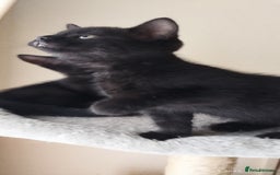 British Shorthair cats for sale: Rare Chocolate & Black Kittens – Ready Now 🐾 - Image 15
