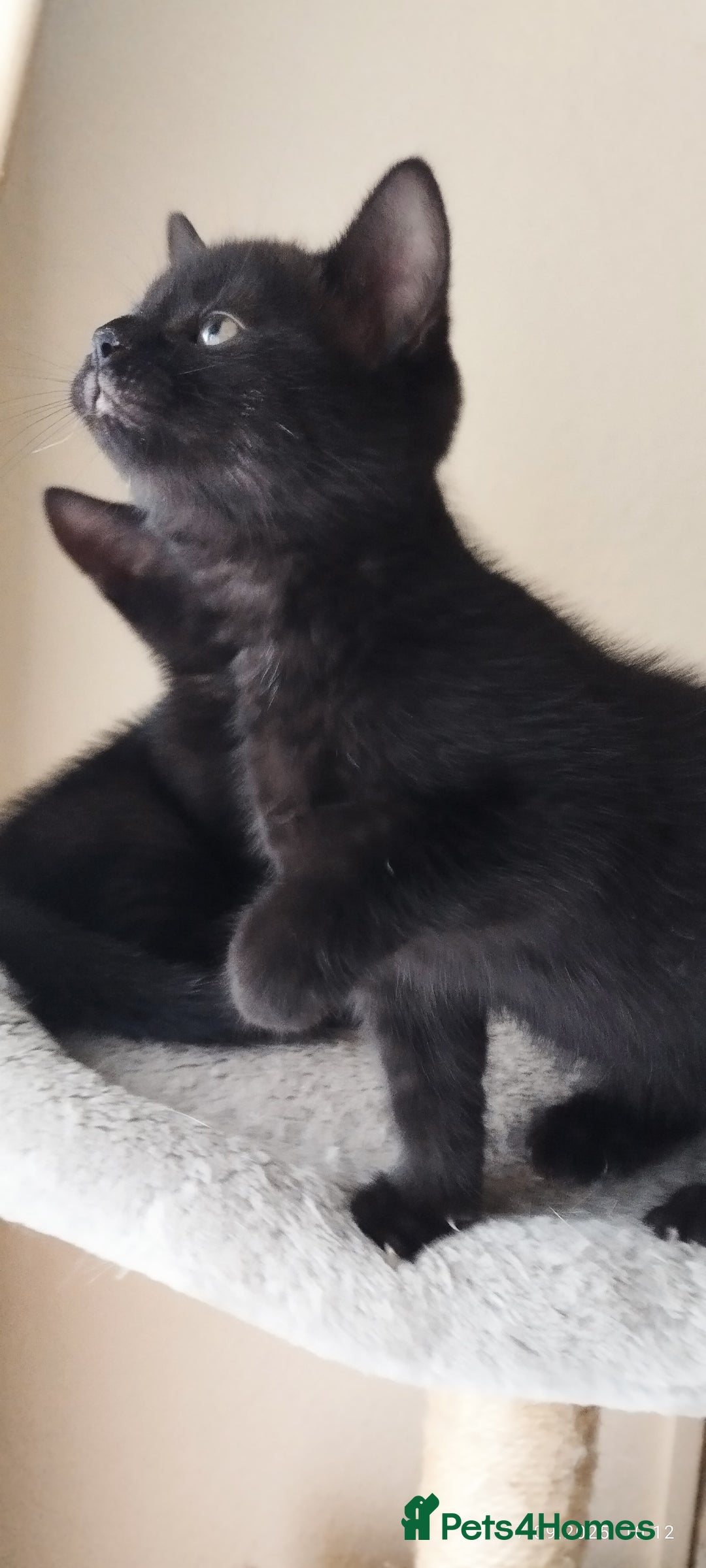 British Shorthair cats for sale: Rare Chocolate & Black Kittens – Ready Now 🐾 - Image 15