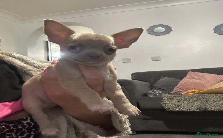 Chihuahua dogs - Advert 6