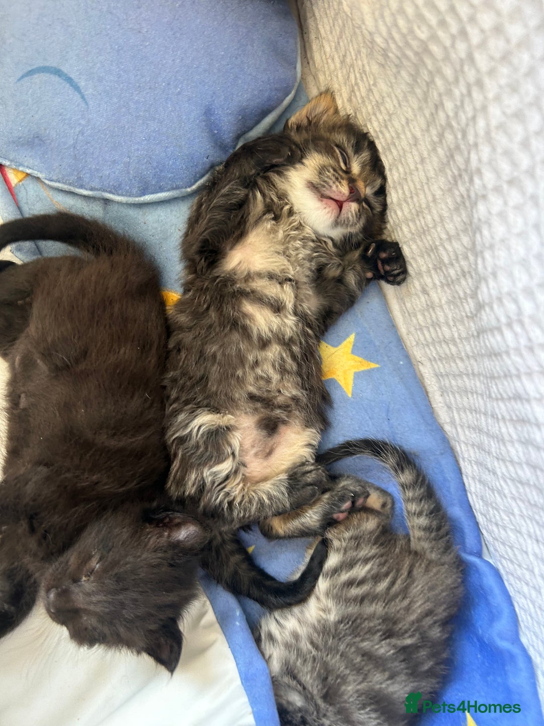Maine Coon cats for sale: MAINECOON kittens large fluffy  - Image 15