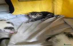British Shorthair cats for sale: 4 kittens for sale  - Image 8