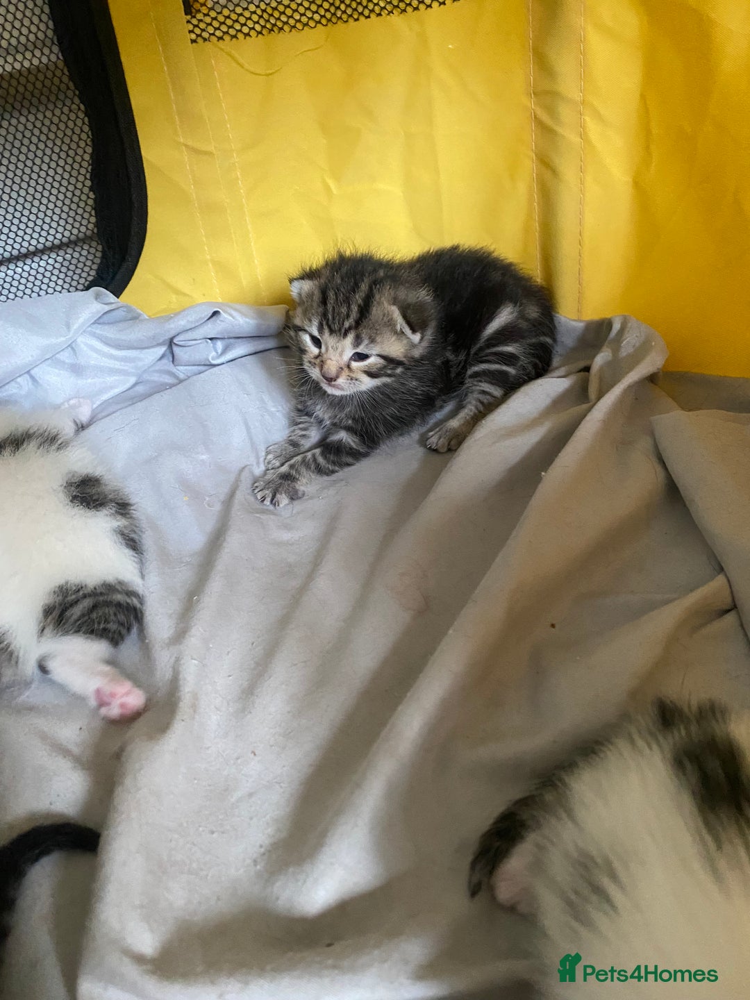 British Shorthair cats for sale: 4 kittens for sale  - Image 8