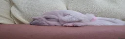 French Bulldog dogs for sale: Pet litter Frenchies with rope female - Advert 6