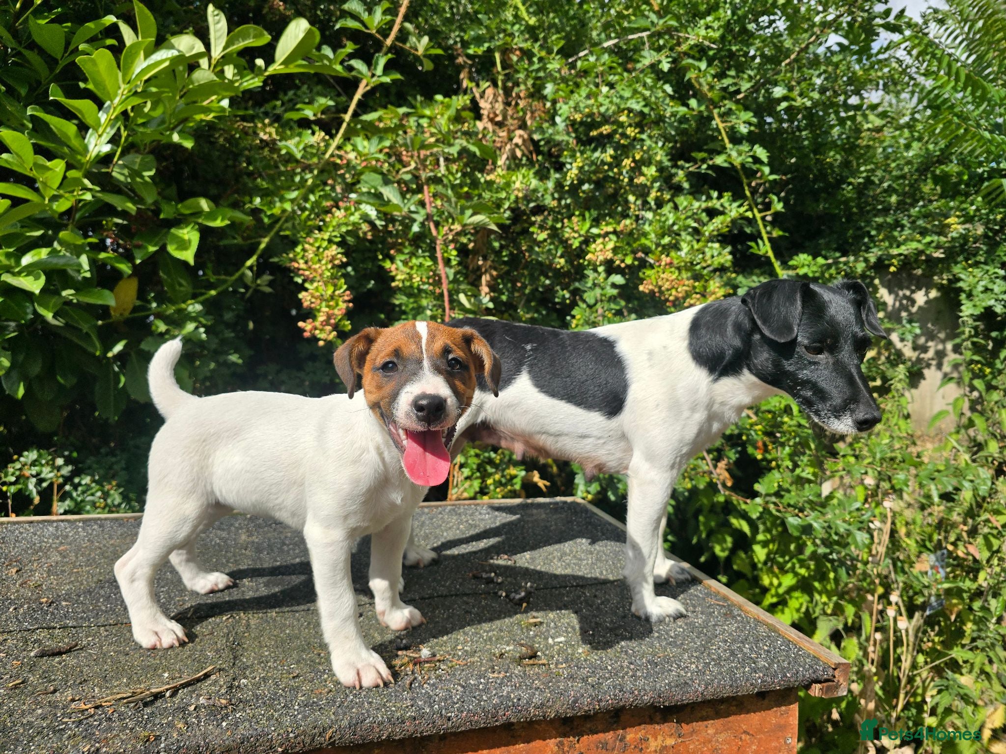 Jack Russell dogs Jack Russel terrier bitch pup - Advert 1