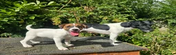 Jack Russell dogs for sale: Jack Russel terrier bitch pup - Advert 1