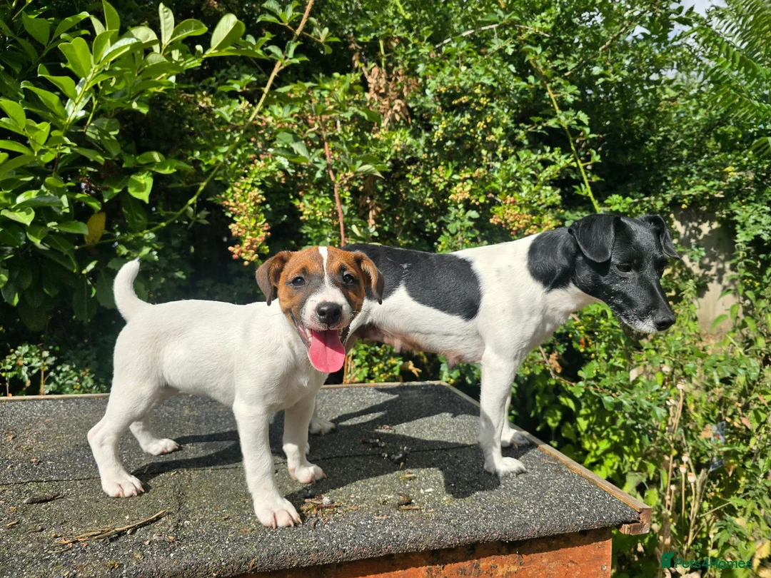 Jack Russell dogs for sale: Jack Russel terrier bitch pup - Advert 1
