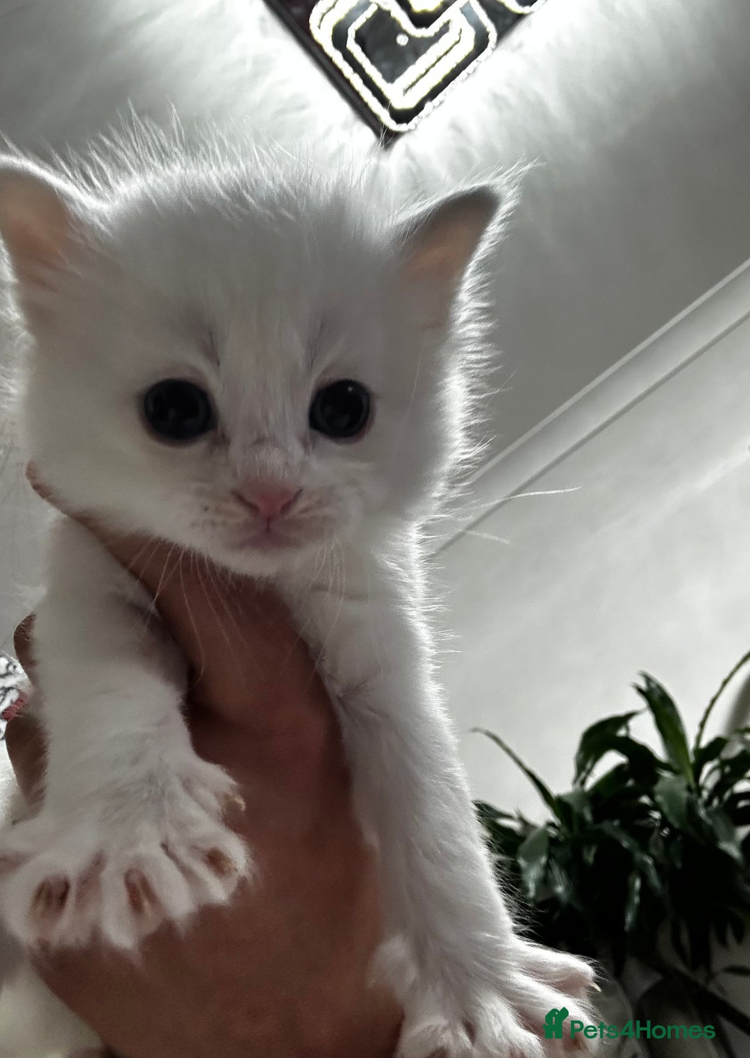 Siamese cats for sale: Siamese x russian blue kittens - Advert 15