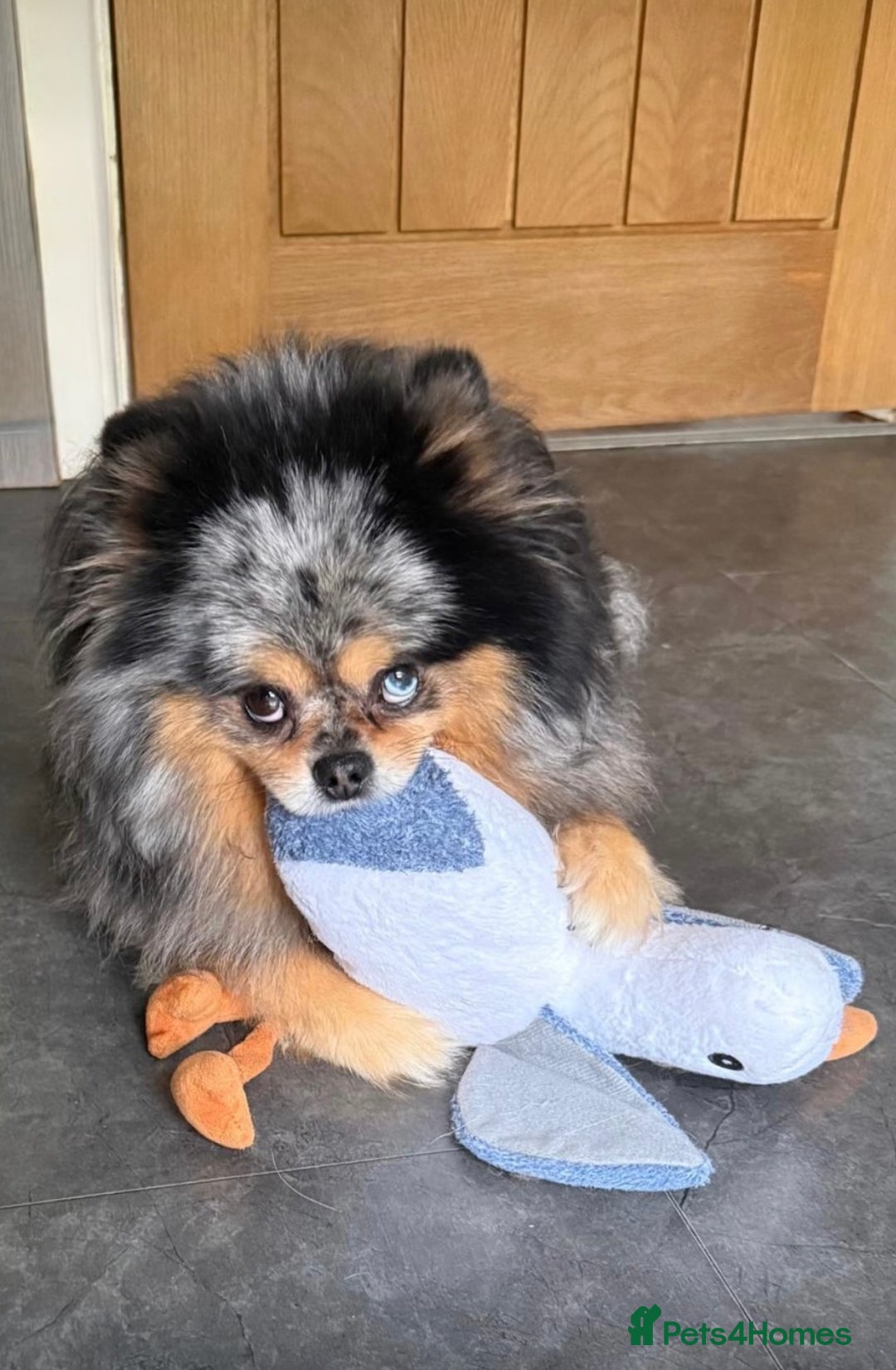 Pomeranian dogs for sale: Rare Beautiful Merle Pomeranians 💎 - Advert 11