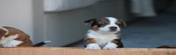 Jack Russell dogs for sale: *** 5 stunning puppies available *** - Advert 23