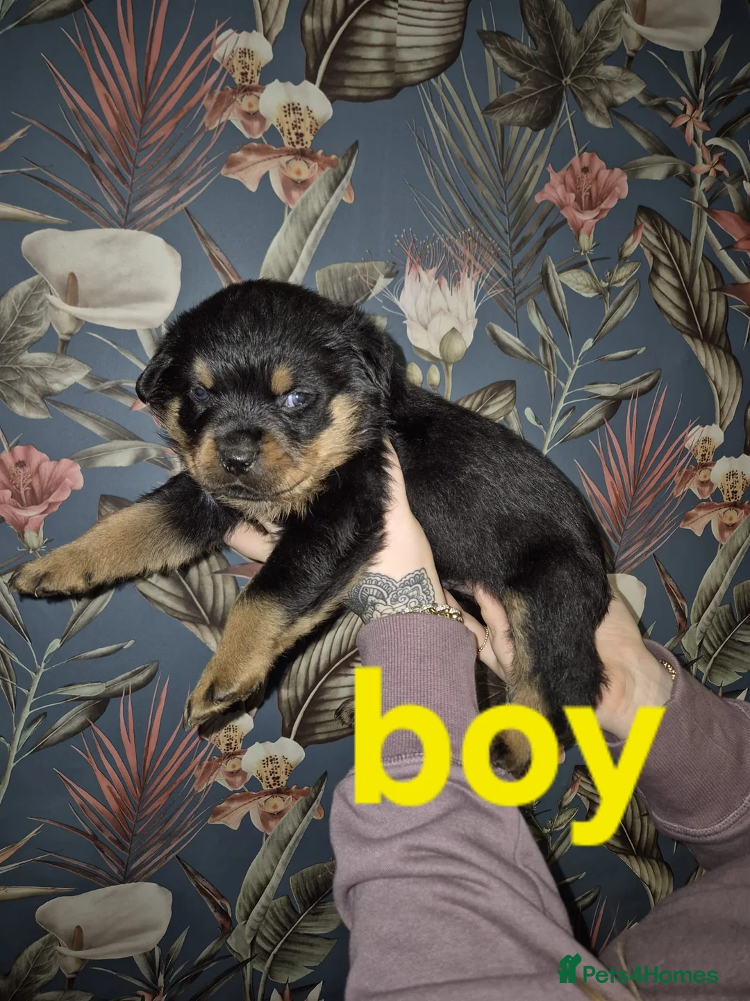 Rottweiler dogs for sale: 1 Left male Exceptional KC Registered Rottweiler  - Advert 24