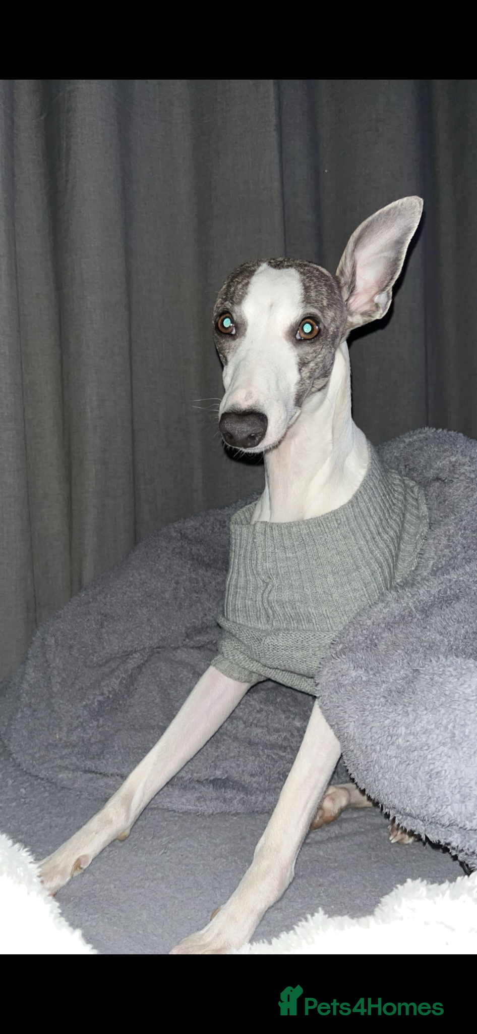 Whippet dogs Stunning kc whippet puppy’s  - Advert 1